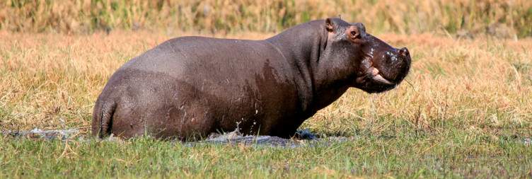 Okavango River, Hambukushu Villages, Bwabwata & Mahango Game Reserve Safari Experience
