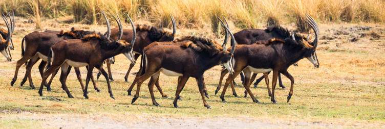 Mahango Game Reserve & Cultural Visit