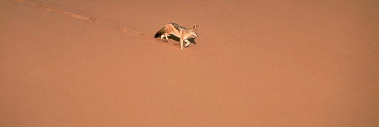 Drive to the Namib Desert