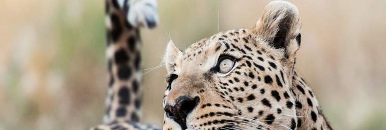 Arrival in Windhoek - Transfer to Okonjima