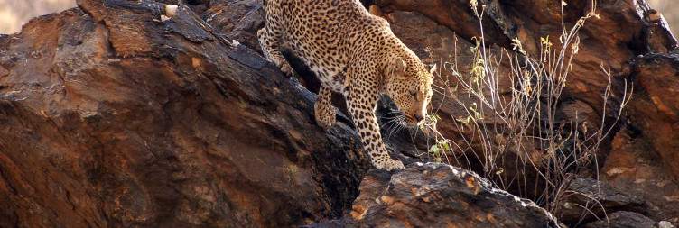 Travel to Okonjima Private game reserve