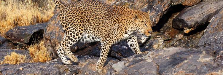 Okonjima Reserve, AfriCat Foundation & Leopard Tracking