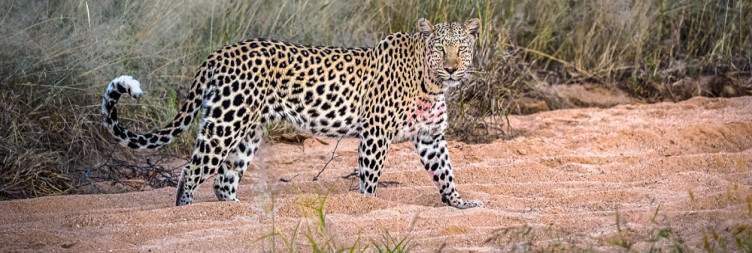 Drive to Okonjima Nature Reserve
