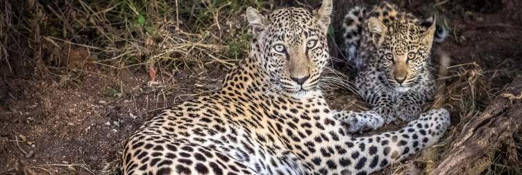 Etosha East to Okonjima Nature Reserve