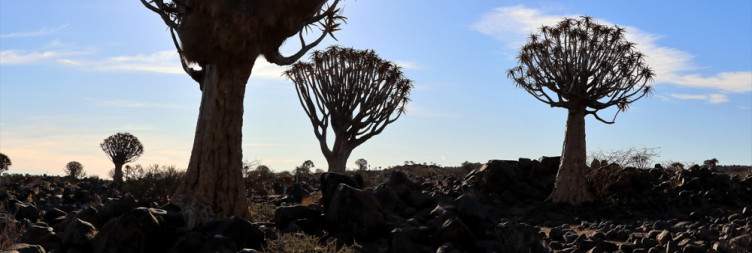 Klein Aus Vista – Quiver Tree Forest