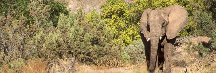 Fly to the Skeleton Coast National Park