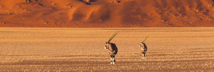 Sossusvlei & Namib Dunes