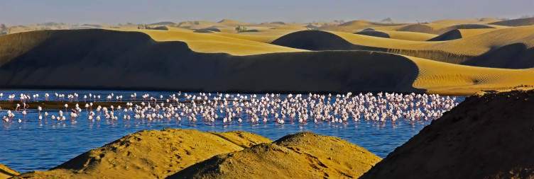4x4 Dune Experience & Picnic by the Sea