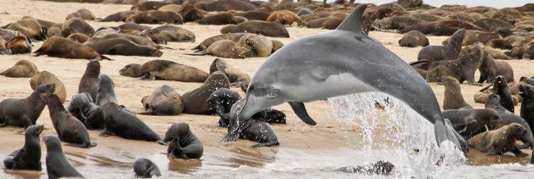 Ocean Safari and into the Wild