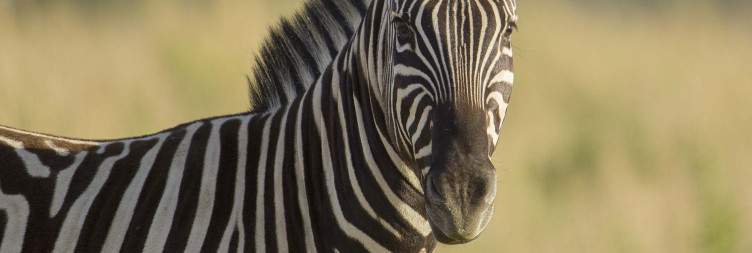 On safari from Ongava Lodge