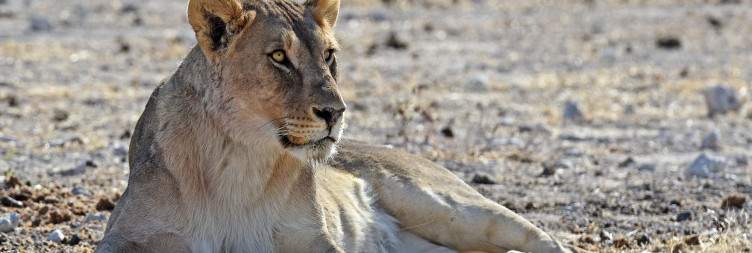 Western Etosha