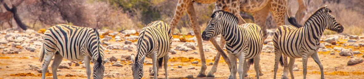 3-Day Etosha Low-Key Unguided Shuttle Safari
