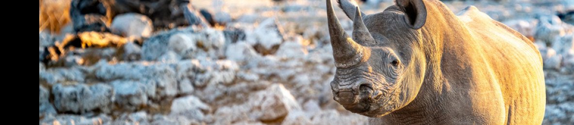 5-Day Best of Etosha National Park
