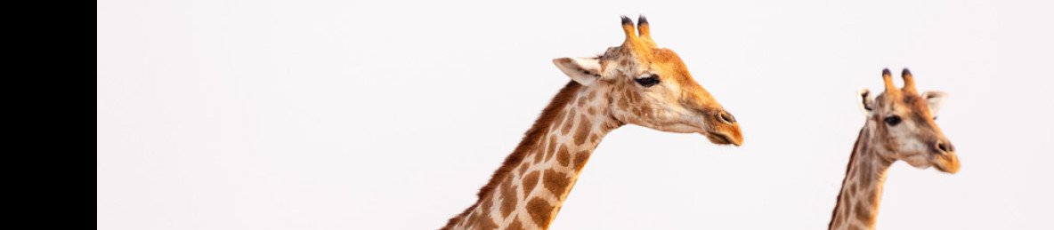 3-Day Etosha National Park Shared Safari Lodging