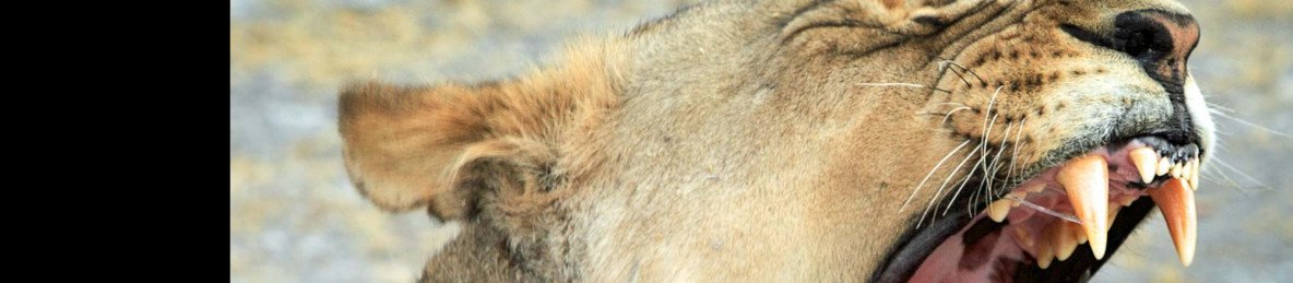10-Day Wild Namibia