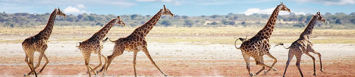 3-Day Etosha Wildlife Express