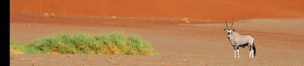 6-Day Namibia - Wildlife, Dunes and Sea