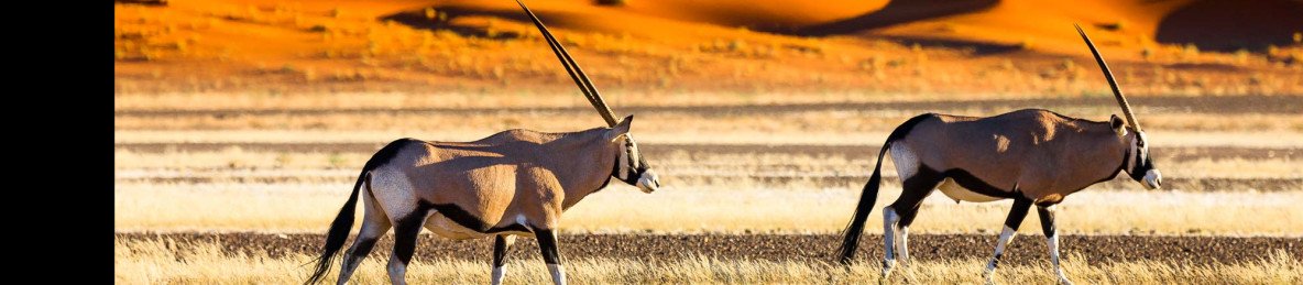 7-Day Namibia Desert, Dune & Wildlife Fly-in Safari