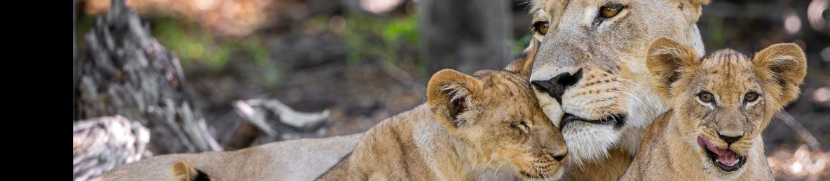 12-Day Big Cat & Calving Safari (Green Season)