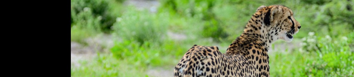 11-Day Northern Namibia Wildlife Safari