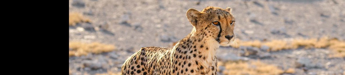 3-Day Etosha Unguided Shuttle Safari