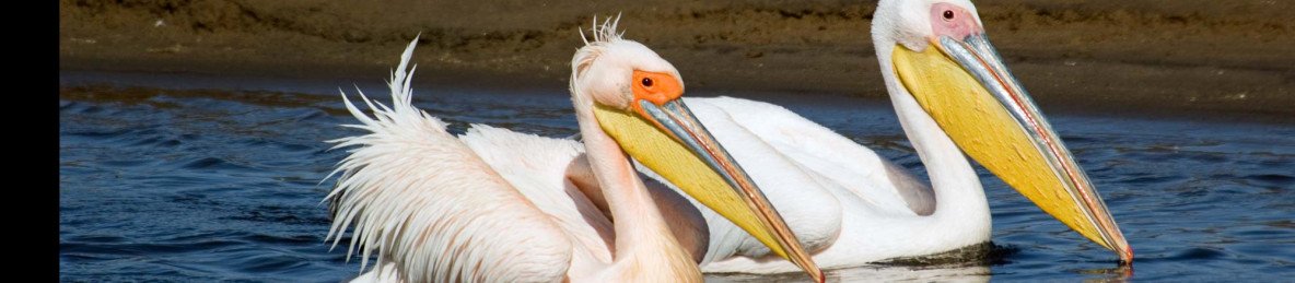 4-Day Namibia Endemics Birding Tour