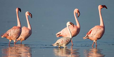 Budget camping Inside Etosha NP – Day 1: Dinner Included – Day 2: Breakfast & Dinner Included