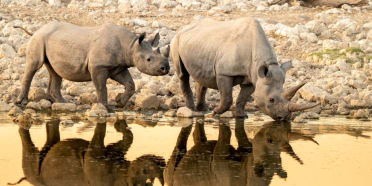 6-Day Namibia Highlights Flying Safari