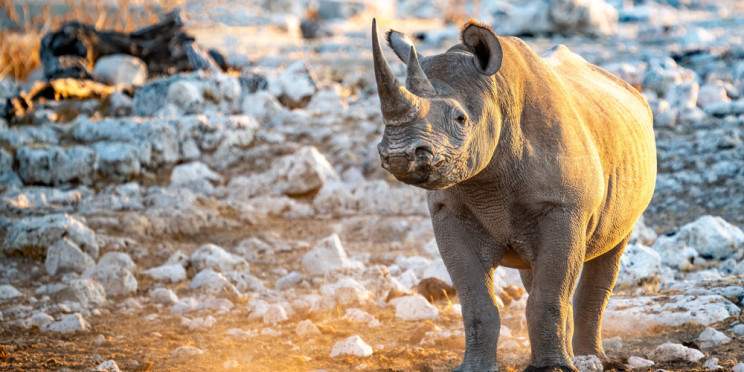 8-Day Highlights of Namibia Self Drive