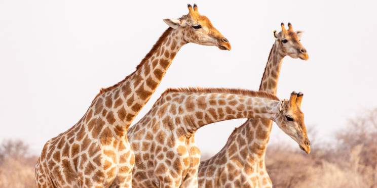 3-Day Etosha National Park Shared Safari Lodging