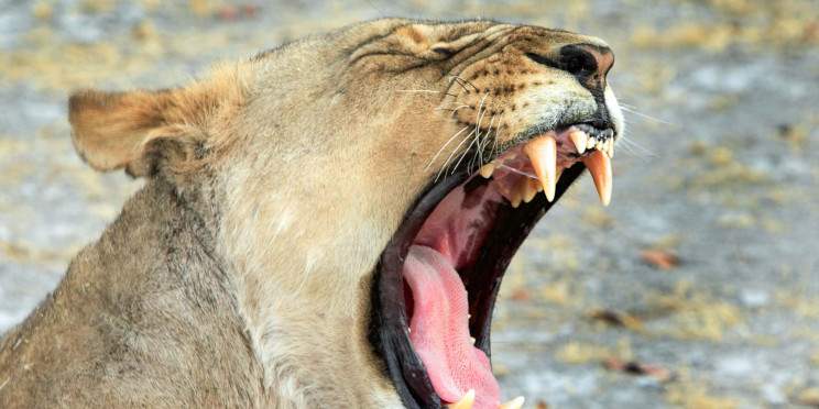 10-Day Wild Namibia