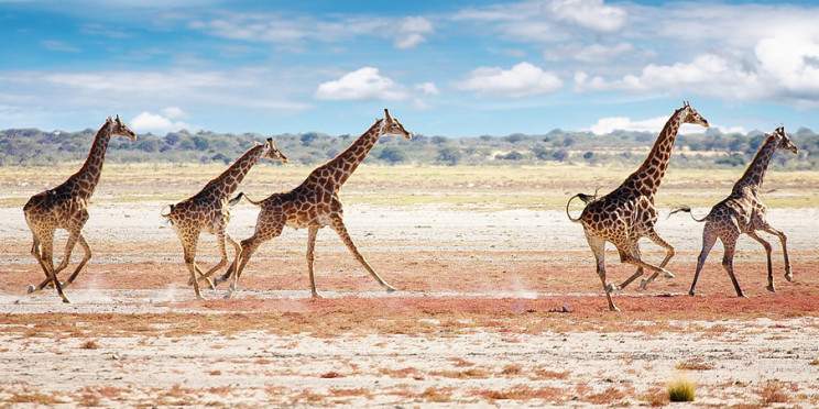 3-Day Etosha Wildlife Express