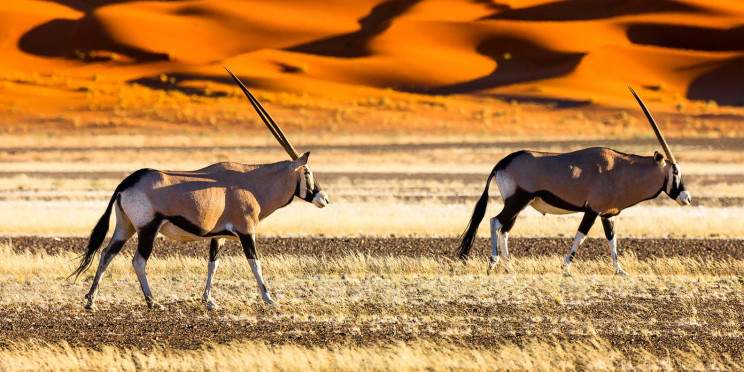 7-Day Namibia Desert, Dune & Wildlife Fly-in Safari