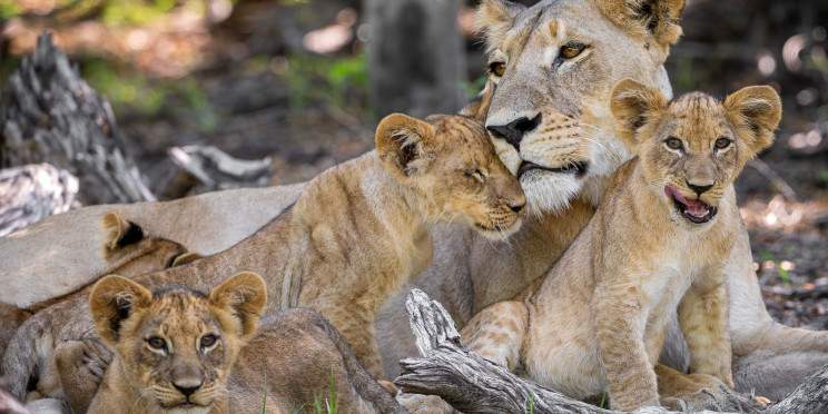 12-Day Big Cat & Calving Safari (Green Season)