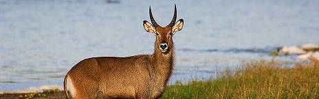 3-Day Combined Nyungwe and Akagera National Park
