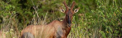 1-Day Akagera National Park Game with Normal 4x4