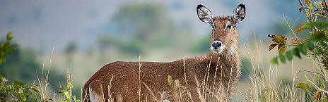 12-Day Rwanda Safari&Beyond (Volcano Nyungwe Akagera)