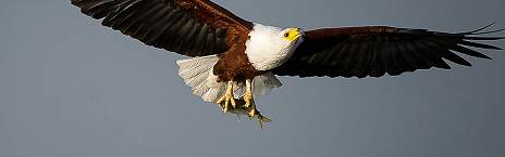 1-Day Akagera Private Safari with Lunch and Breakfast