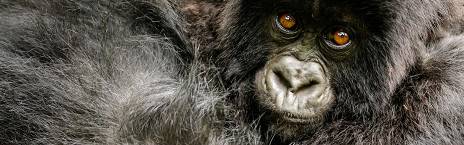 3-Day Gorilla Trekking and Mountain Biking at Lake Kivu