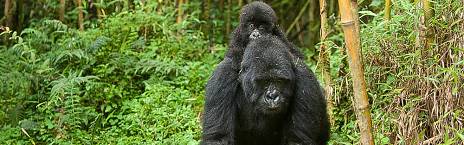 3-Day Affordable Gorilla Trekking in Rwanda