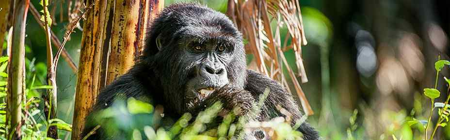 Budget camping Mt Karisimbi (Virunga Mountains) – All Meals Included