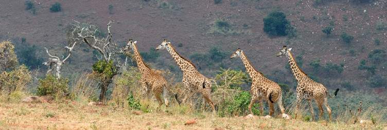 Kigali City Tour, Akagera National Park Boat Safari and Evening Game Drive
