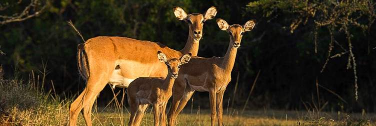 3-Day Rwanda Akagera National Park & Golden Monkeys