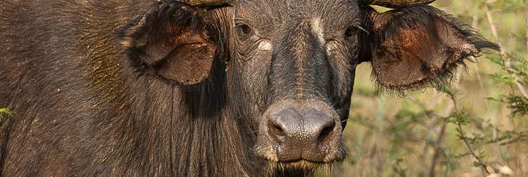 Transfer to Akagera National Park