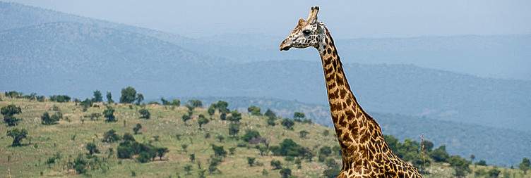 Early Pick up from Kigali and Transfer to Akagera National Park - Boat Cruise