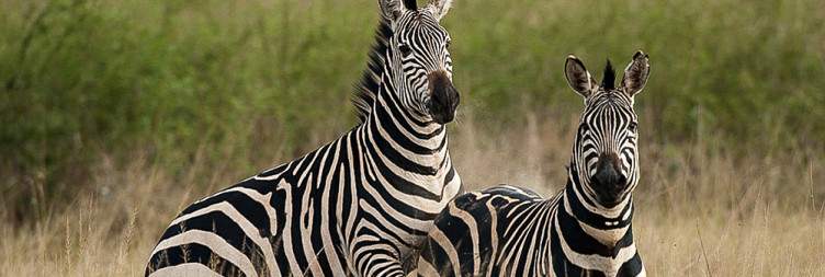 Game Drive at Akagera National Park