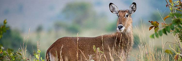 12-Day Rwanda Safari&Beyond (Volcano Nyungwe Akagera)