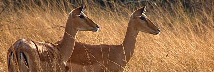 Game drive viewings and Overnight Stay