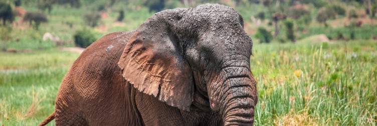 Transfer to Akagera National Park and Boat Cruise