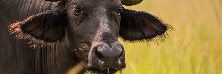 Kigali City Tour and Transfer to Akagera National Park